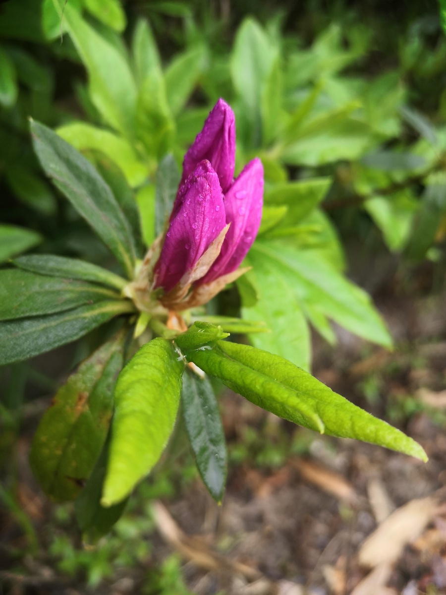 锦绣杜鹃花苞水珠