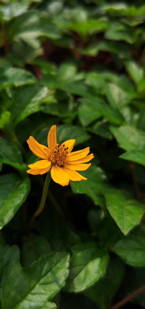 夏季凡花南美蟛蜞菊