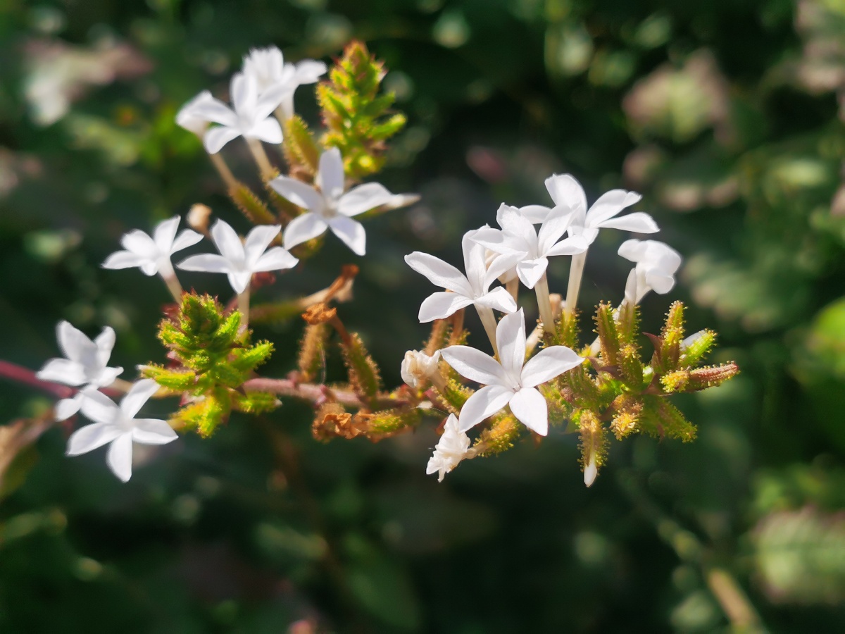白花丹,别名:白雪花,白皂药,山波苓,一见消,乌面马,火灵丹,假茉莉,猛