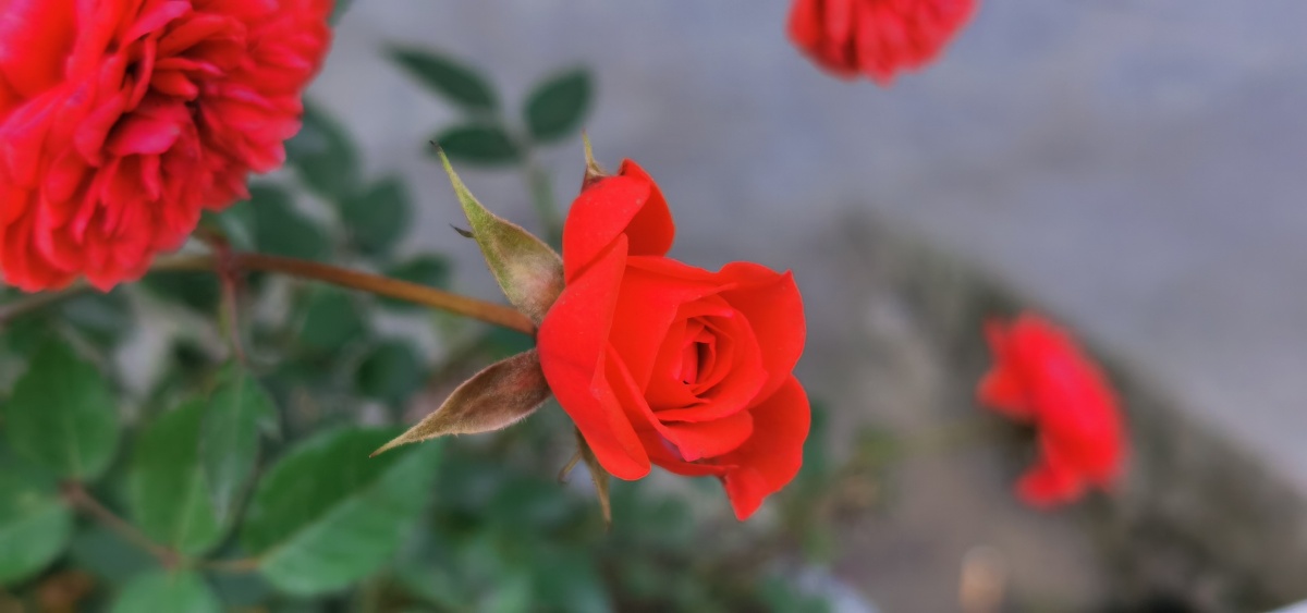 丰花月季之红从容,环境适应性强,非常耐寒,耐高温,抗旱,抗涝,还有较强