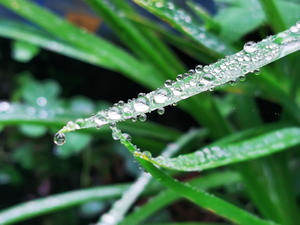 永春县的春天23春雨里草木芬芳