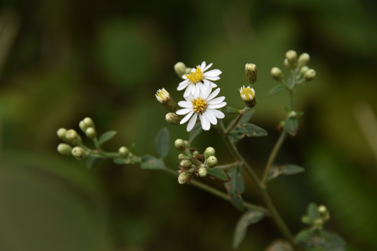 白舌紫菀全株清热解毒止血生肌杀虫也用于感冒根苦温温肺止咳