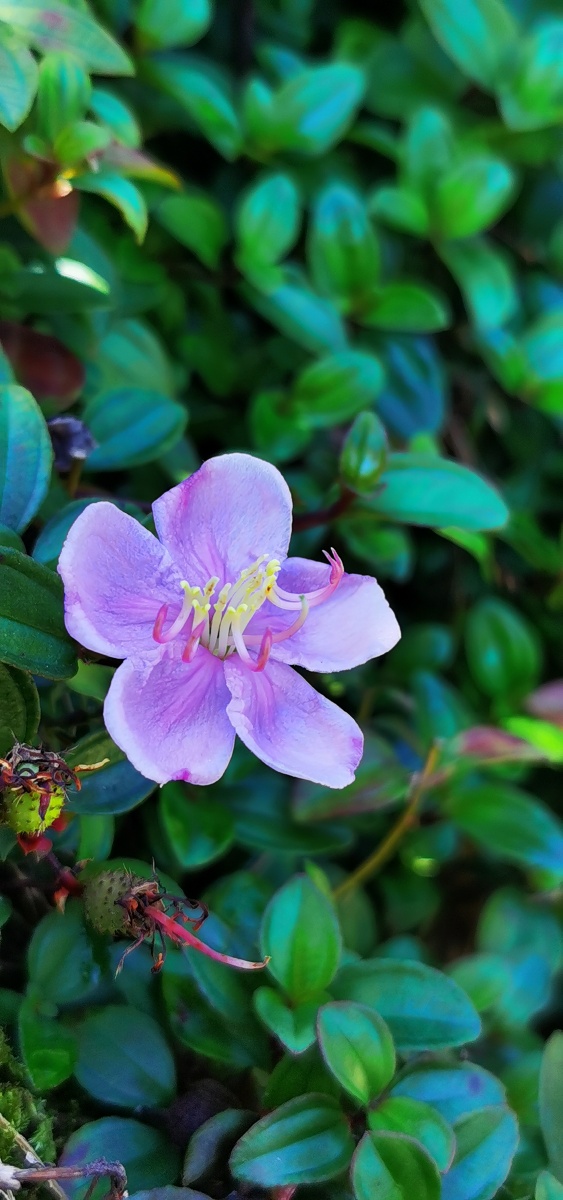 秋季茶园里的地菍花上限12三个圈子五个标签不够耍木得意思