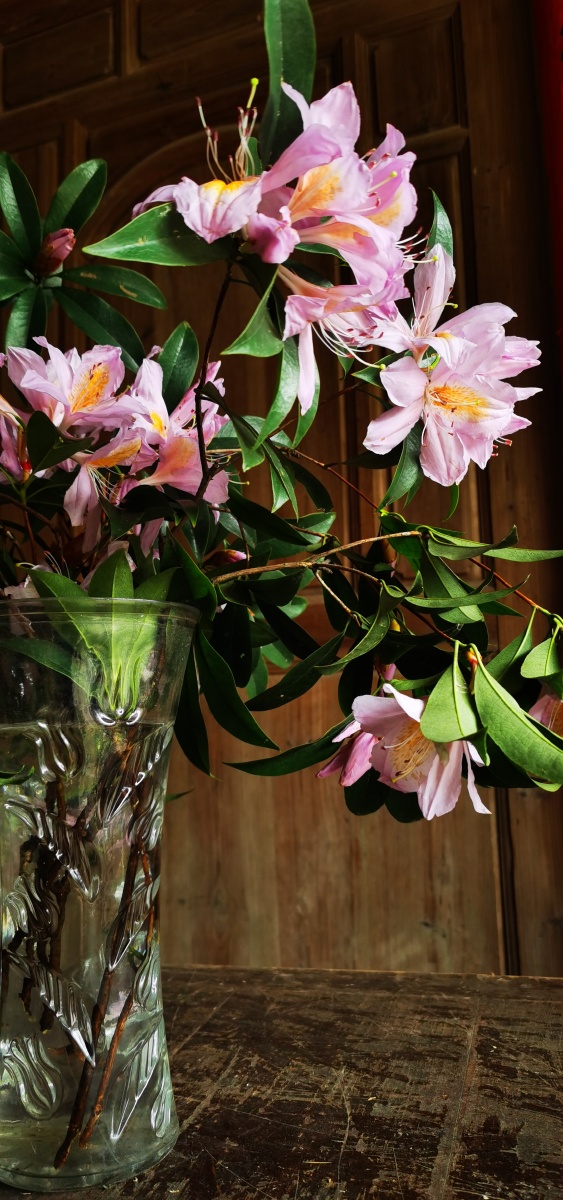 永春县的春天(十三),山里寻花记,丝线吊芙蓉,为杜鹃花科植物毛棉杜鹃