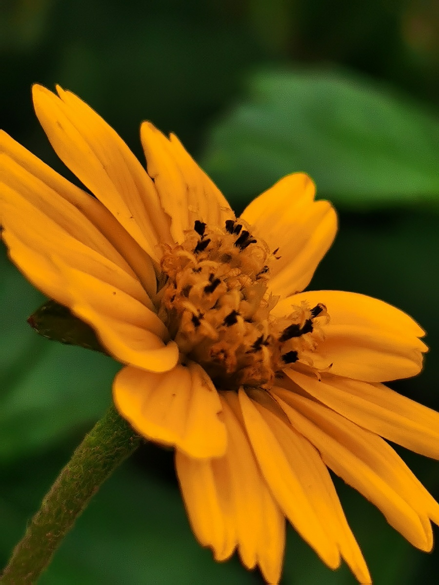 夏季凡花南美蟛蜞菊