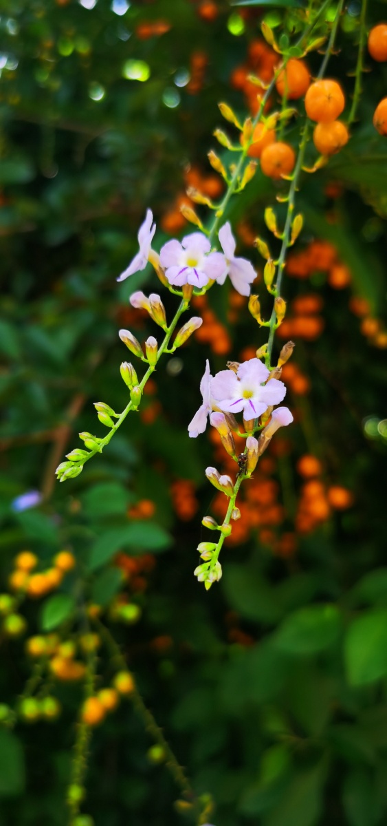 浅秋花梦假连翘花果繁茂