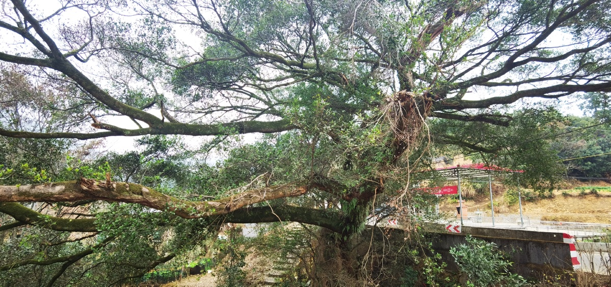 一株很大的榕树雅榕桑科榕属乔木别称小叶榕万年青柳州市树雅榕为紫胶