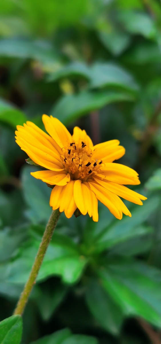 夏季凡花南美蟛蜞菊