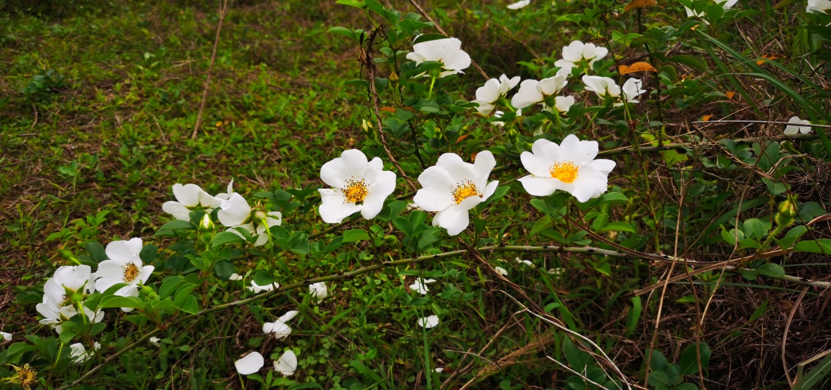 永春县的春天44金樱花盛开山野芬芳