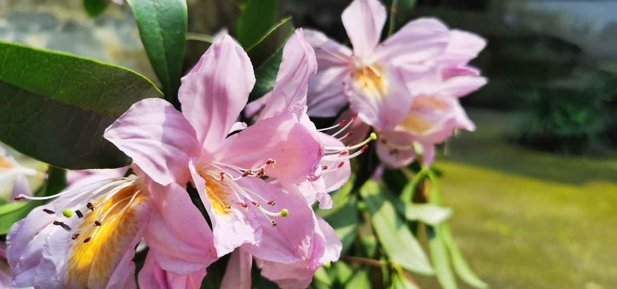 永春县的春天(十三),山里寻花记,丝线吊芙蓉,为杜鹃花科植物毛棉杜鹃