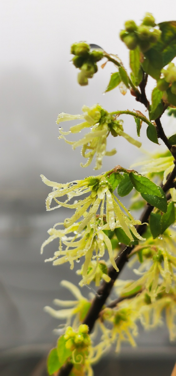 永春县的春天(十五),山里寻花记,小雨淅沥,檵木花开檵木别称:桎木柴