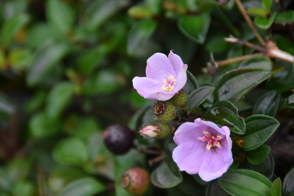 闽南暖秋里地稔花开