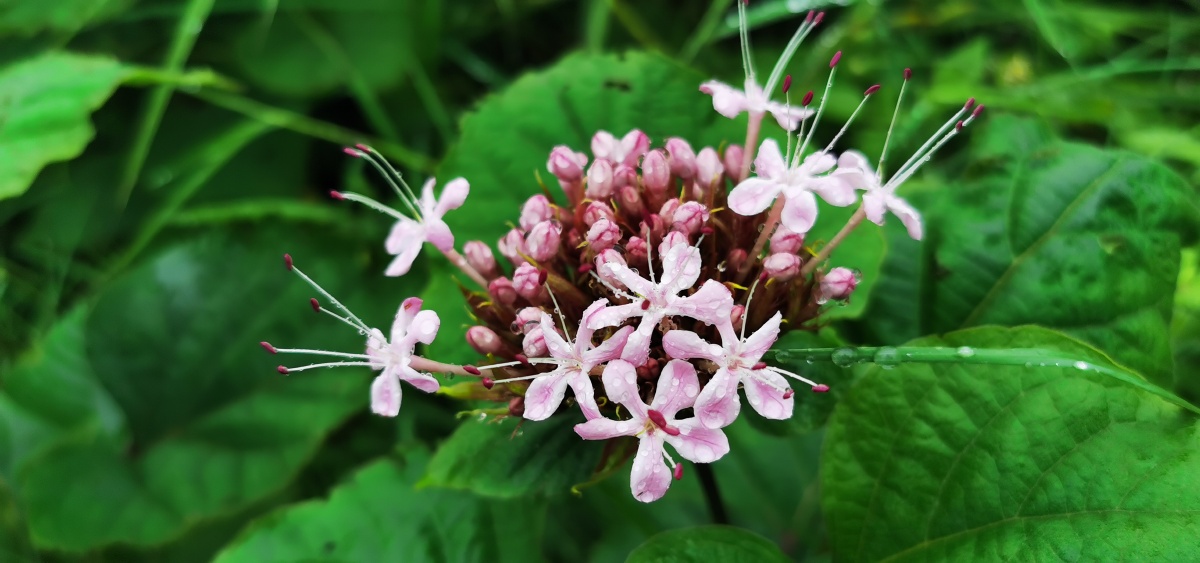 夏日雨后繁花,臭臭的臭牡丹(臭茉莉),有点臭,还有点好看,算不算"臭美"