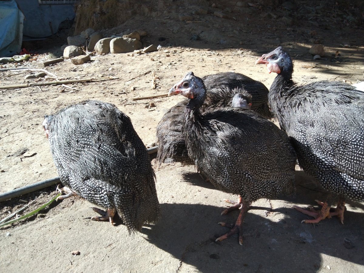 农村散养珍珠鸡