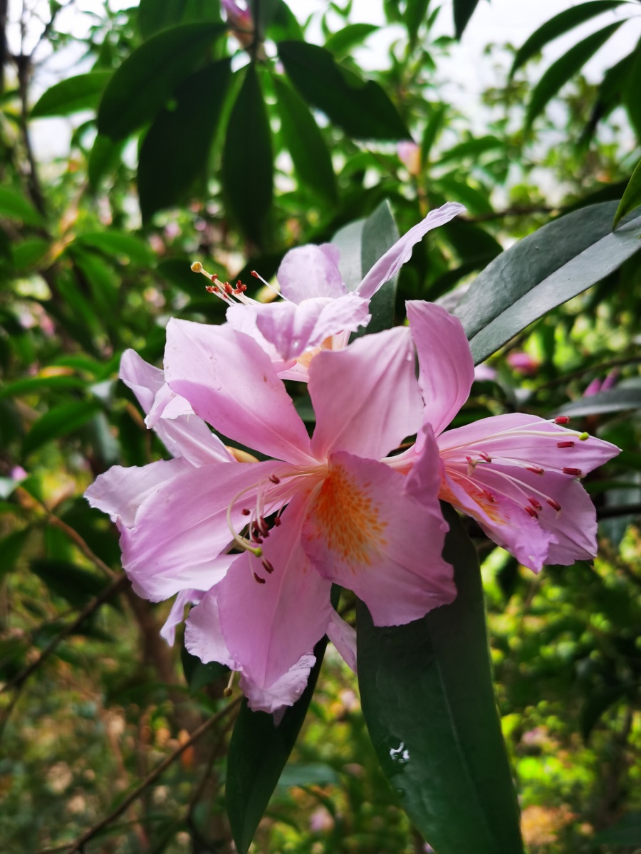 永春县的春天(十三),山里寻花记,丝线吊芙蓉,为杜鹃花科植物毛棉杜鹃