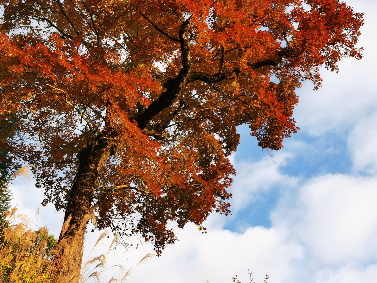 枫树真的红了朝阳下满树红叶未调色