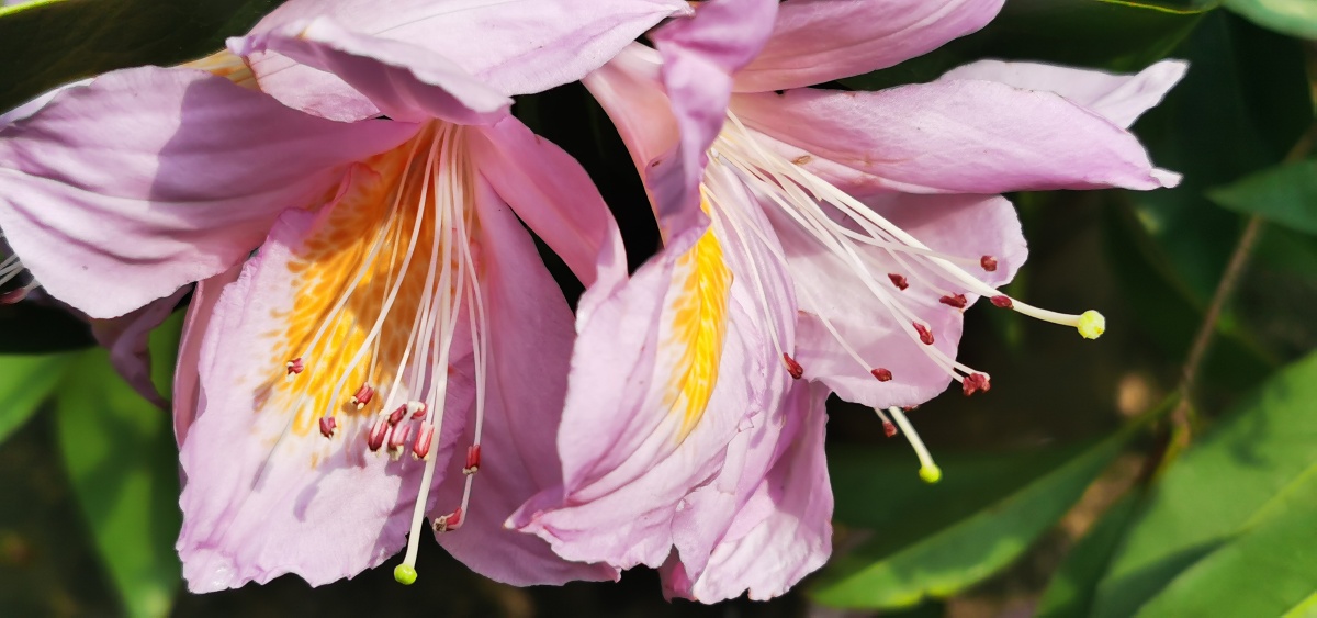 永春县的春天(十三),山里寻花记,丝线吊芙蓉,为杜鹃花科植物毛棉杜鹃