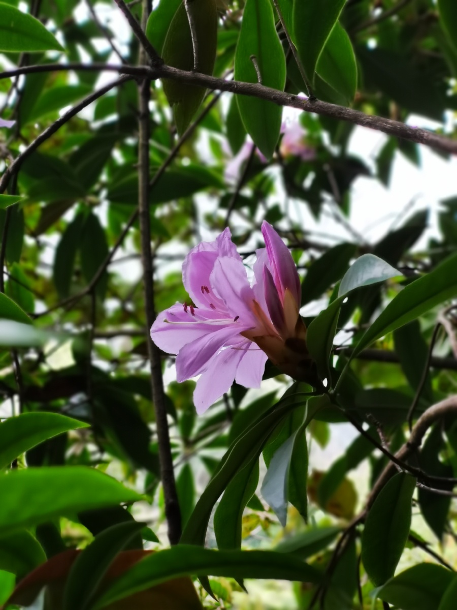 永春县的春天(十三),山里寻花记,丝线吊芙蓉,为杜鹃花科植物毛棉杜鹃