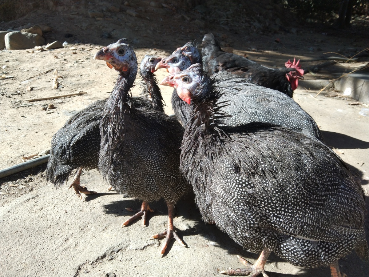 农村散养珍珠鸡