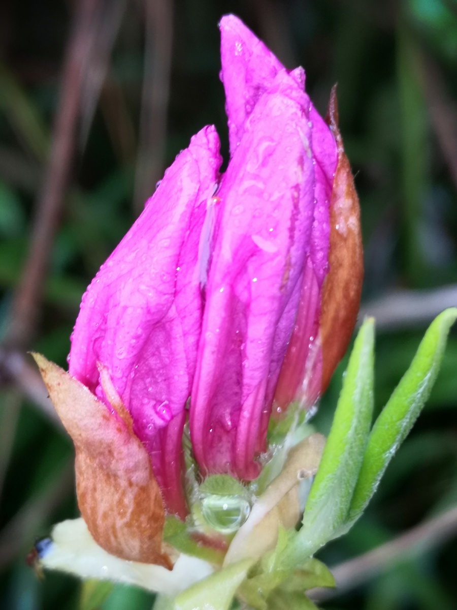 锦绣杜鹃花苞水珠