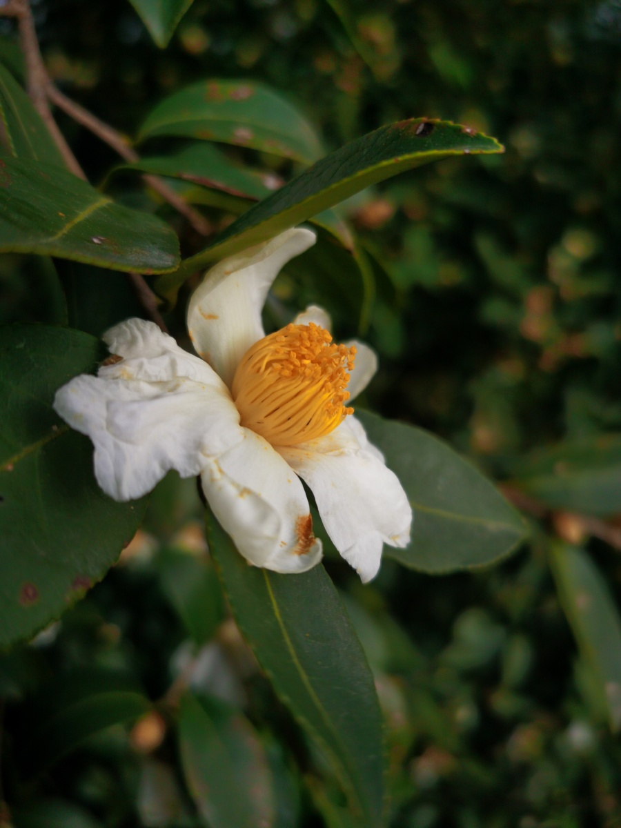 油茶花正当时(也是油茶籽采摘时.
