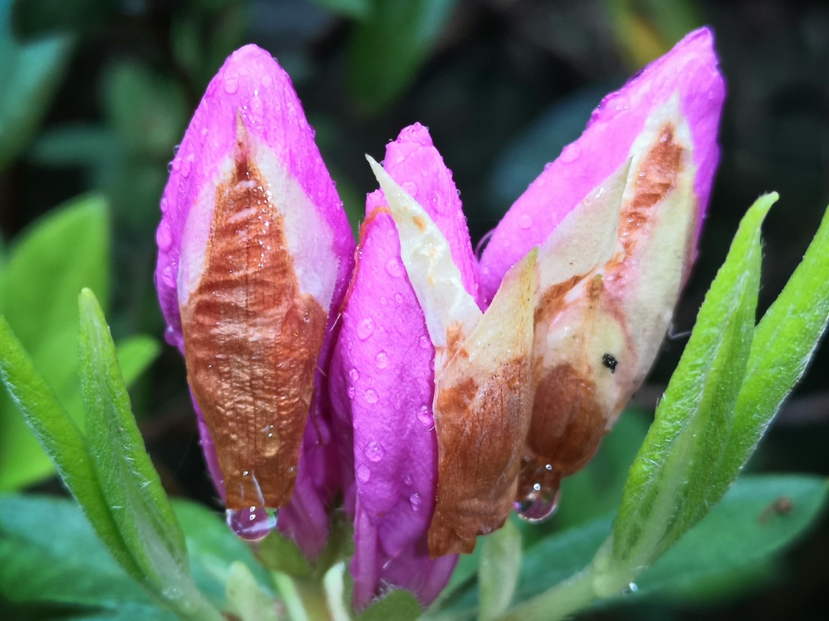 锦绣杜鹃花苞水珠