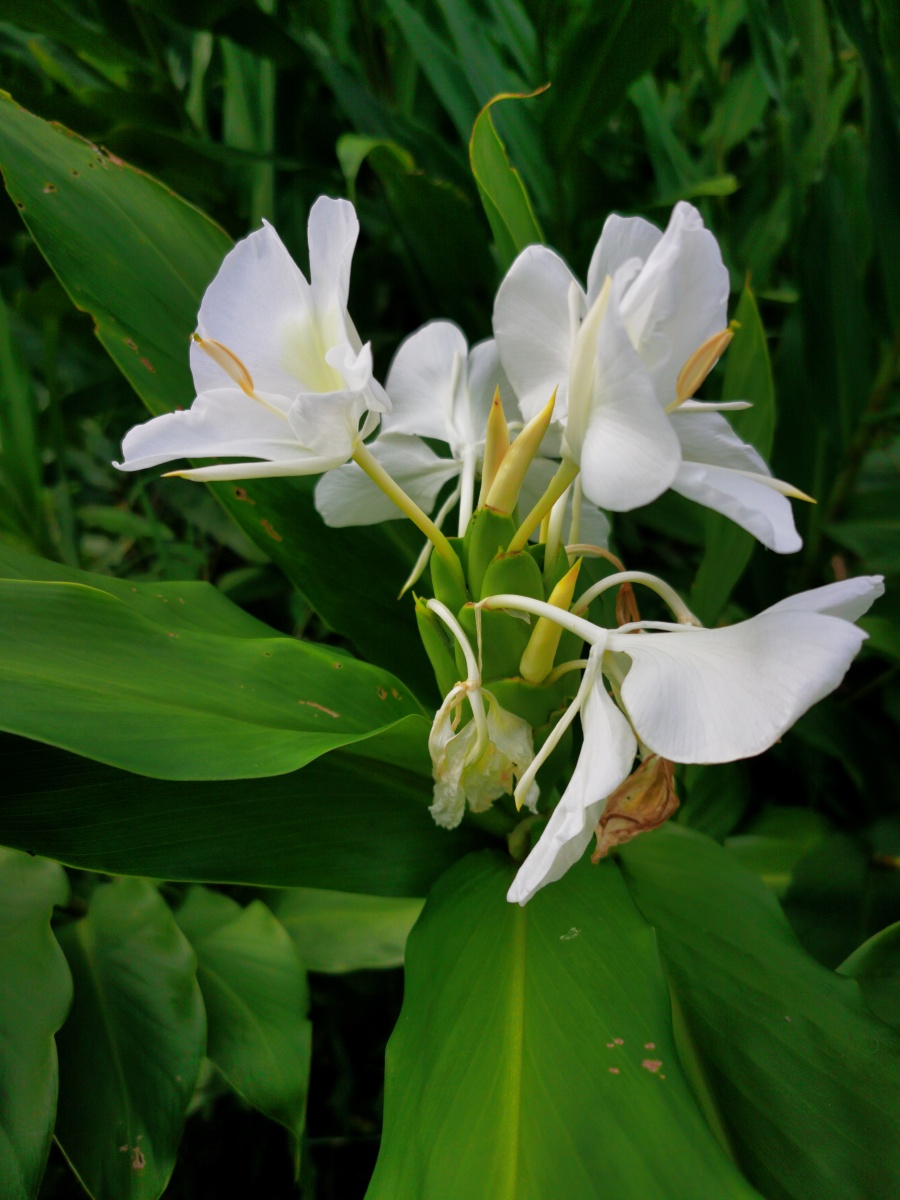 姜花又名蝴蝶花白草果花语将记忆永远留在夏天信赖素