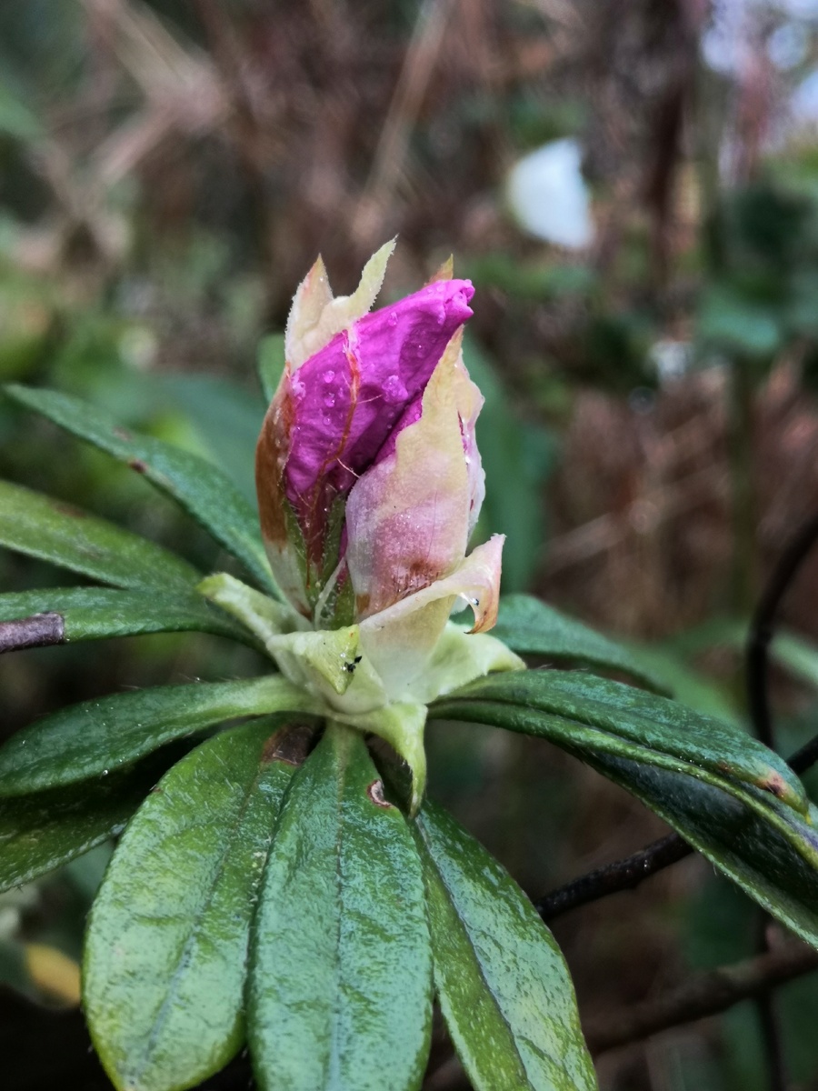 锦绣杜鹃花苞水珠