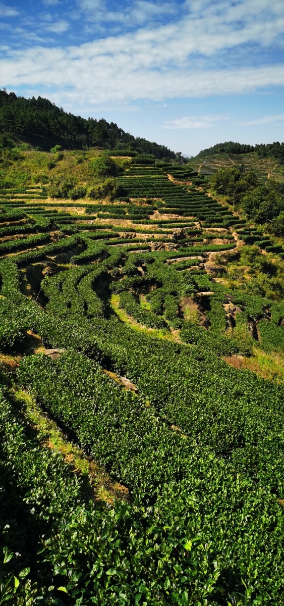 茶园梯田秋爽