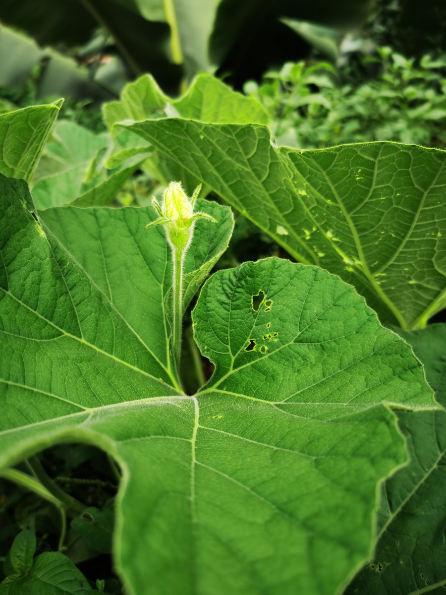 葫芦瓜花半开还有一朵花苞