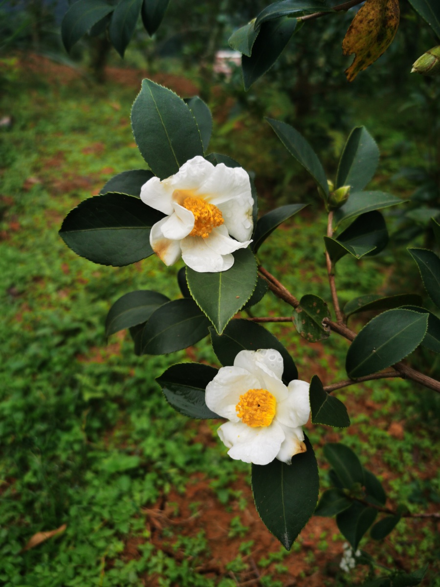 茶花油茶与绿茶