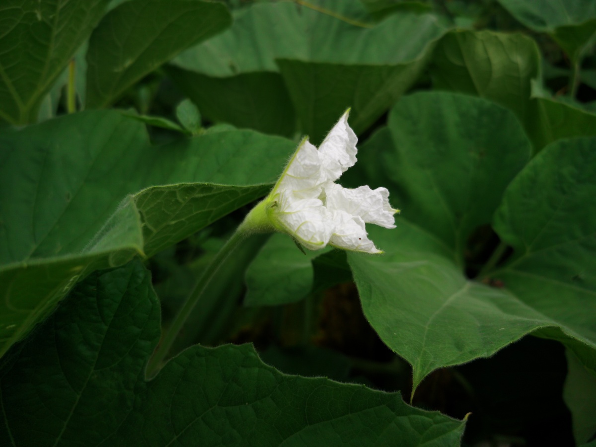 葫芦瓜花半开还有一朵花苞