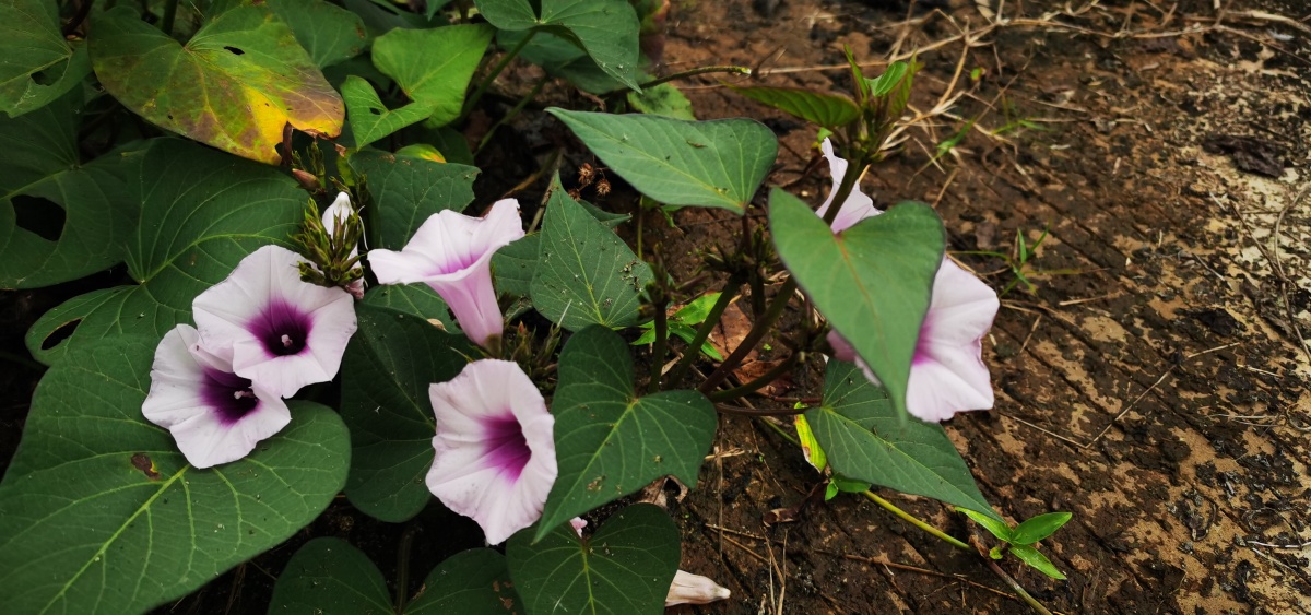 冬天里的小可爱呀地瓜花红薯花
