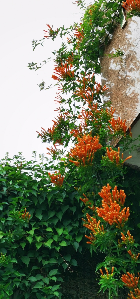 院墙上红炮仗花