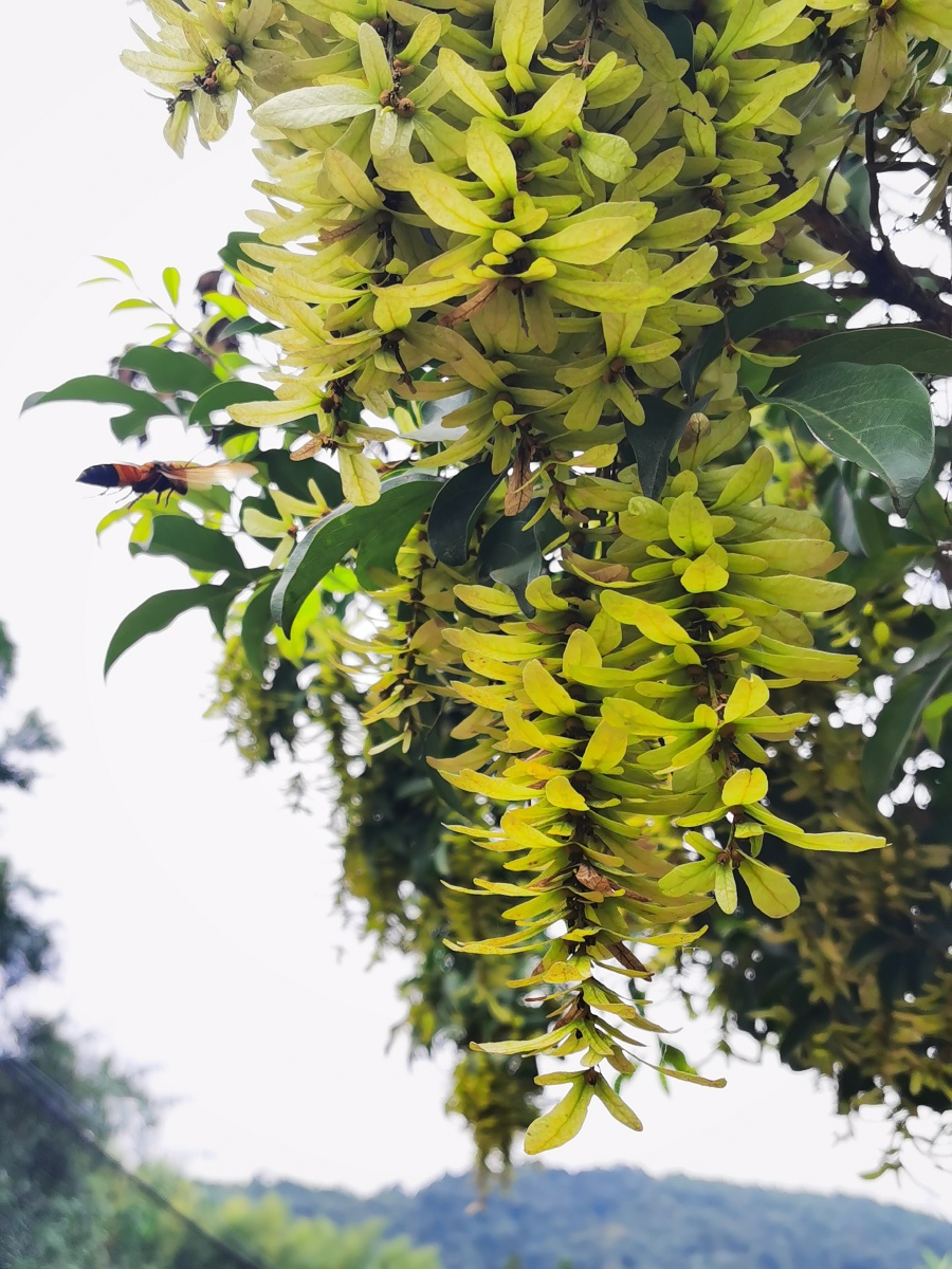 赏一棵树,黄杞(树皮,叶可供药用.