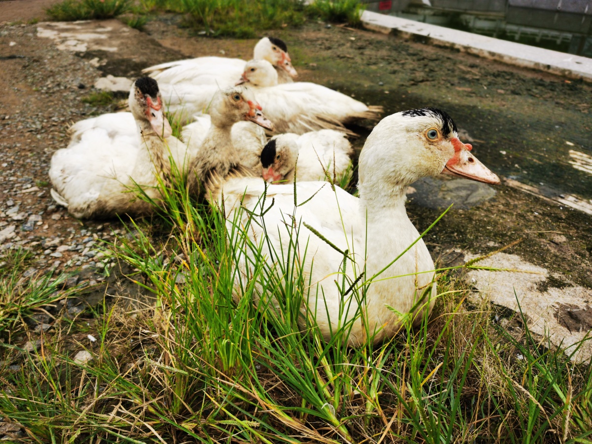 鸡鸭鹅狗