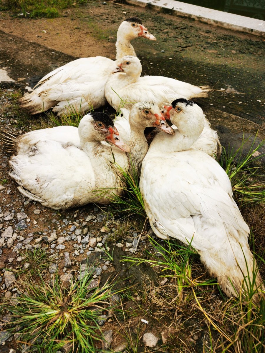 鸡鸭鹅狗