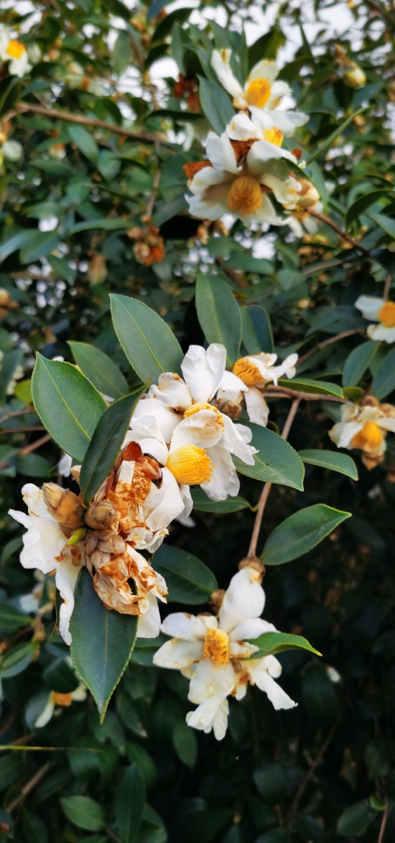 油茶花正当时(也是油茶籽采摘时.