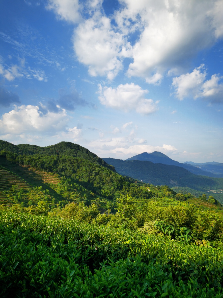 茶园风光正式版秋茶采摘跟拍第二集勤劳的采茶女躬身在茶行绿叶之间