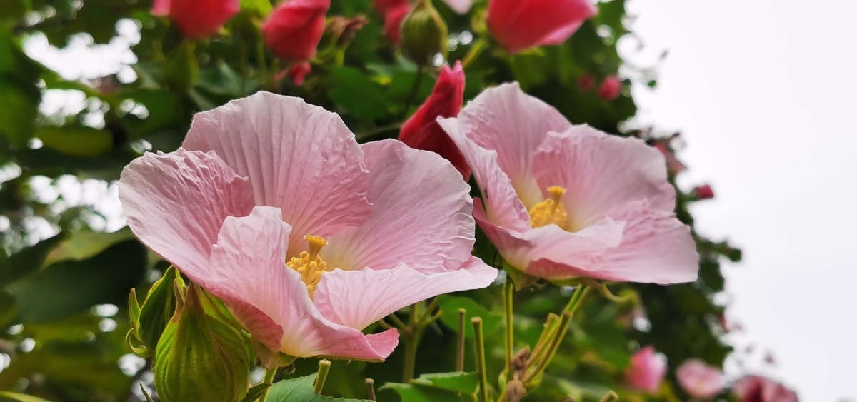 好美的大芙蓉树满树繁花开
