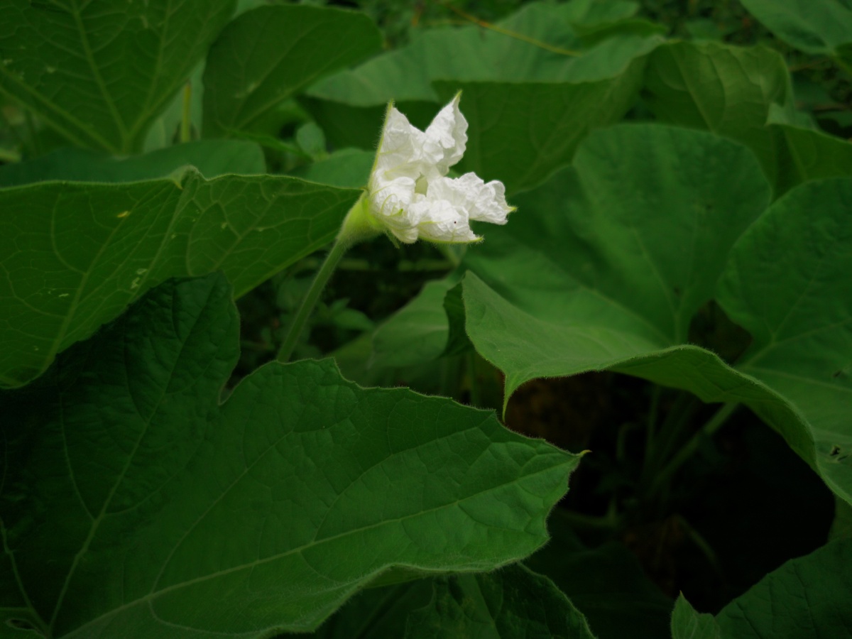 葫芦瓜花半开还有一朵花苞