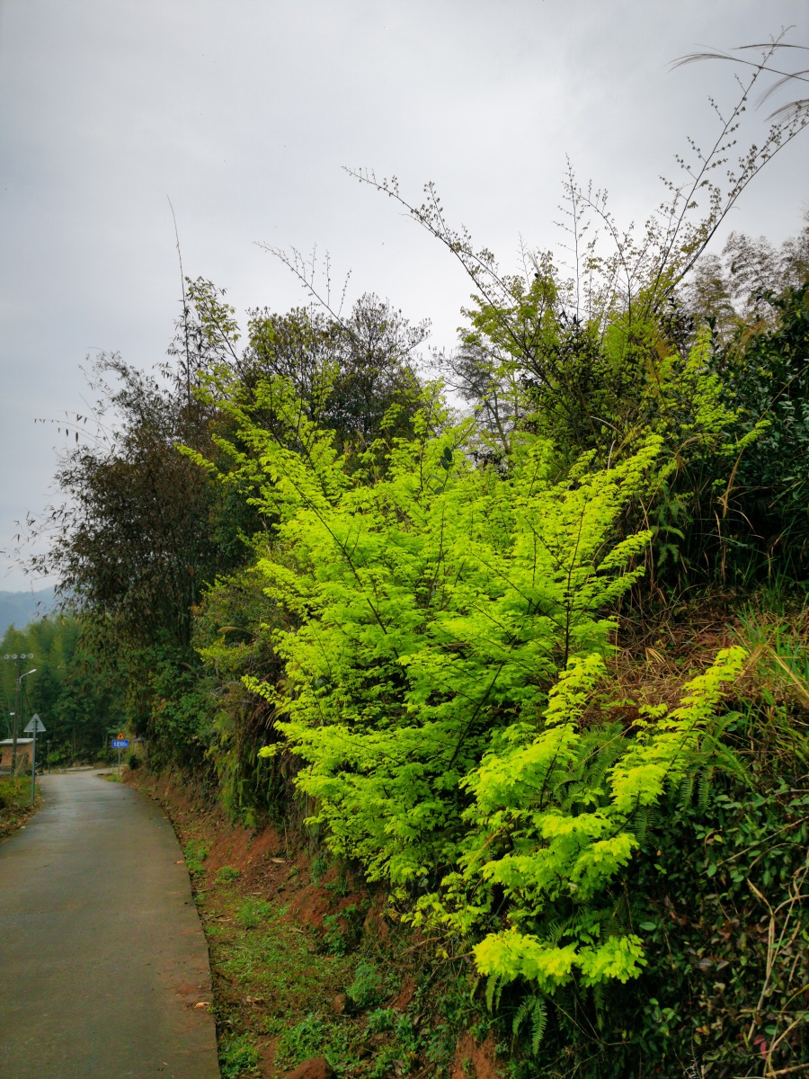 永春县的春天⑤,惹眼的新绿,大香藤 藤檀,中药名.