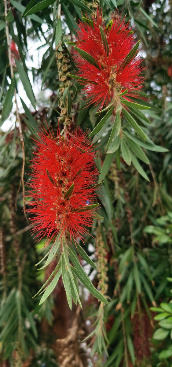 永春县的春天55垂直红千层串钱柳