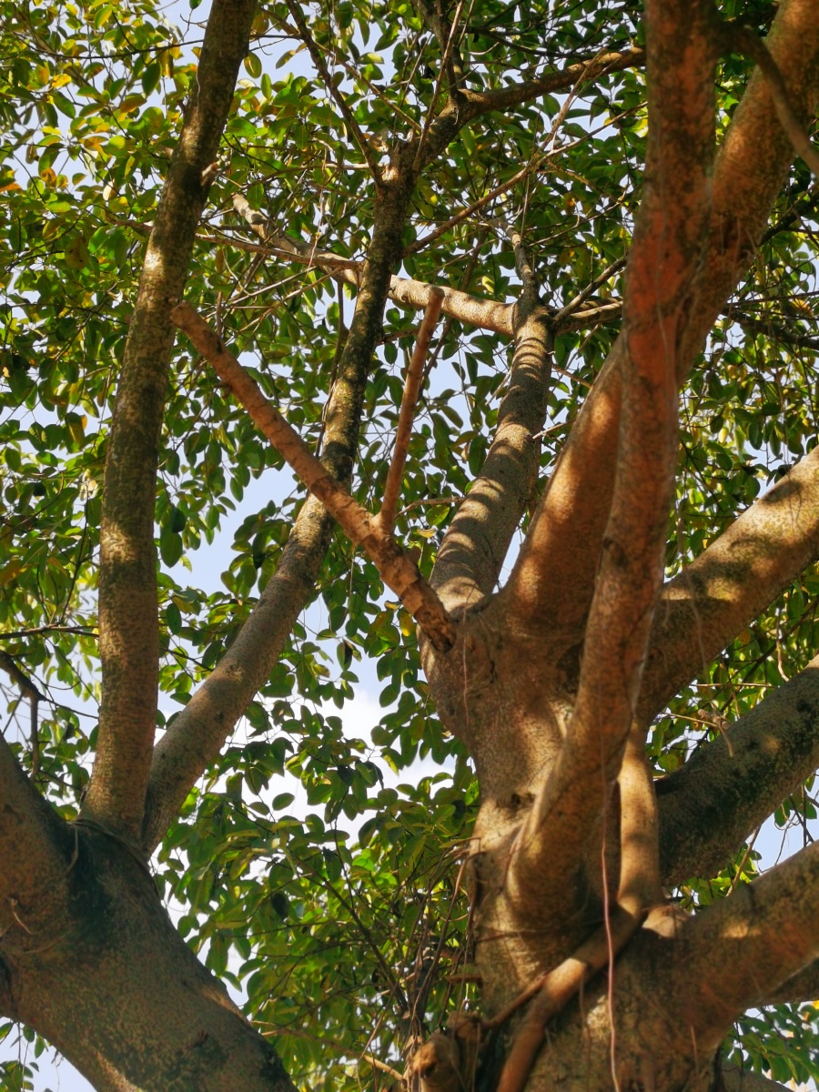 高山榕别名大青树大叶榕鸡榕常绿大乔木