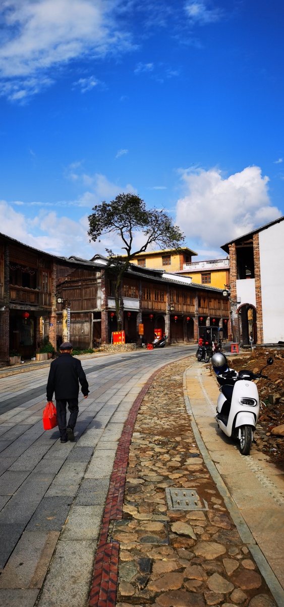 老街新象永春县五里街镇老街改造成商业步行旅游区那棵留下来的老树