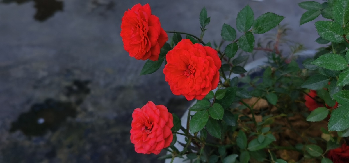 丰花月季之红从容,环境适应性强,非常耐寒,耐高温,抗旱,抗涝,还有较强