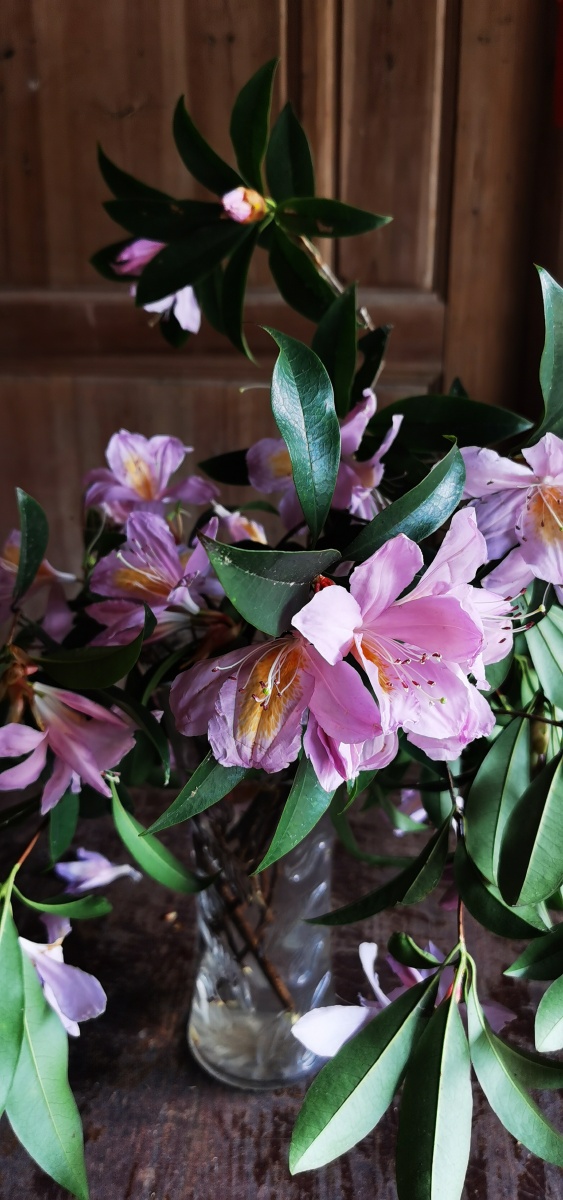 永春县的春天(十三),山里寻花记,丝线吊芙蓉,为杜鹃花科植物毛棉杜鹃