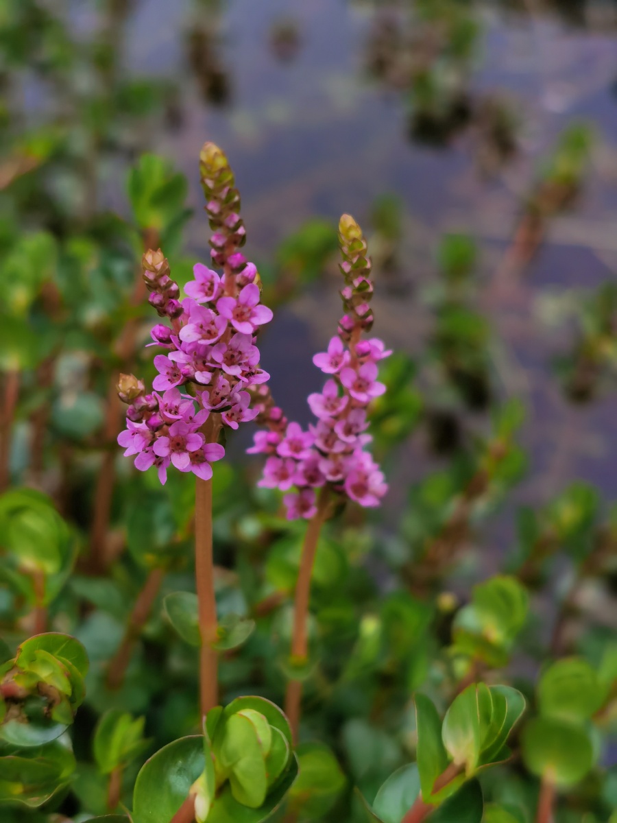 小草也有花团锦簇的灿烂时刻(圆叶节节菜) - 梦癫 - 图虫