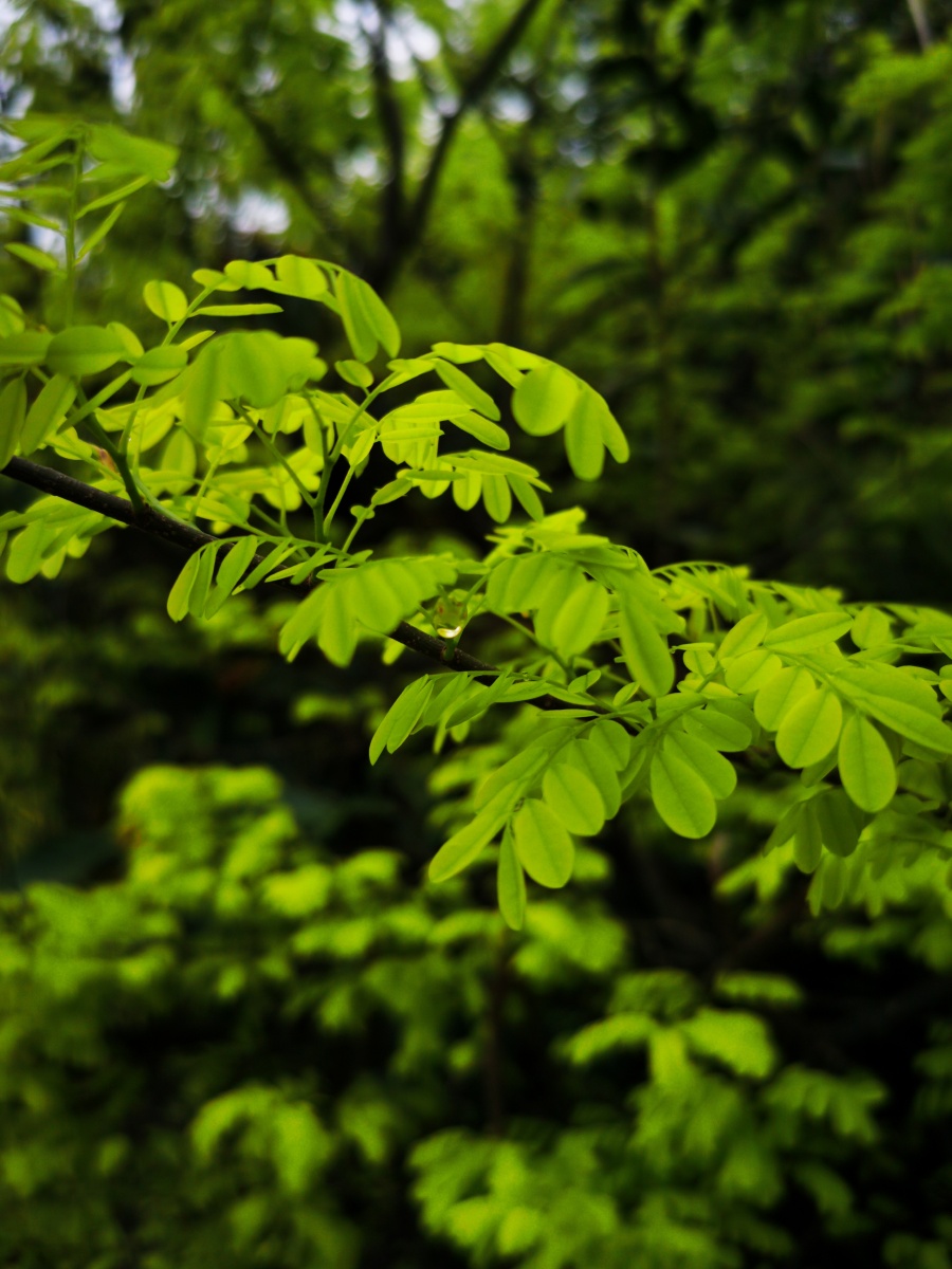 具有理气止痛之功效