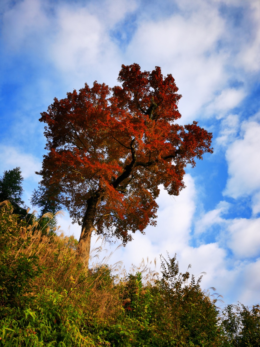 枫树真的红了朝阳下满树红叶未调色